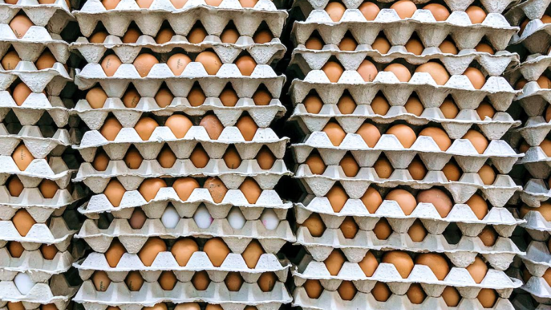 ฝันเห็นไข่ไก่เยอะมาก ในแต่ละลักษณะบ่งบอกถึงอะไรบ้าง?